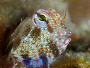 Blenny Portrait
taken with +15 diopter by Iyad Suleyman 